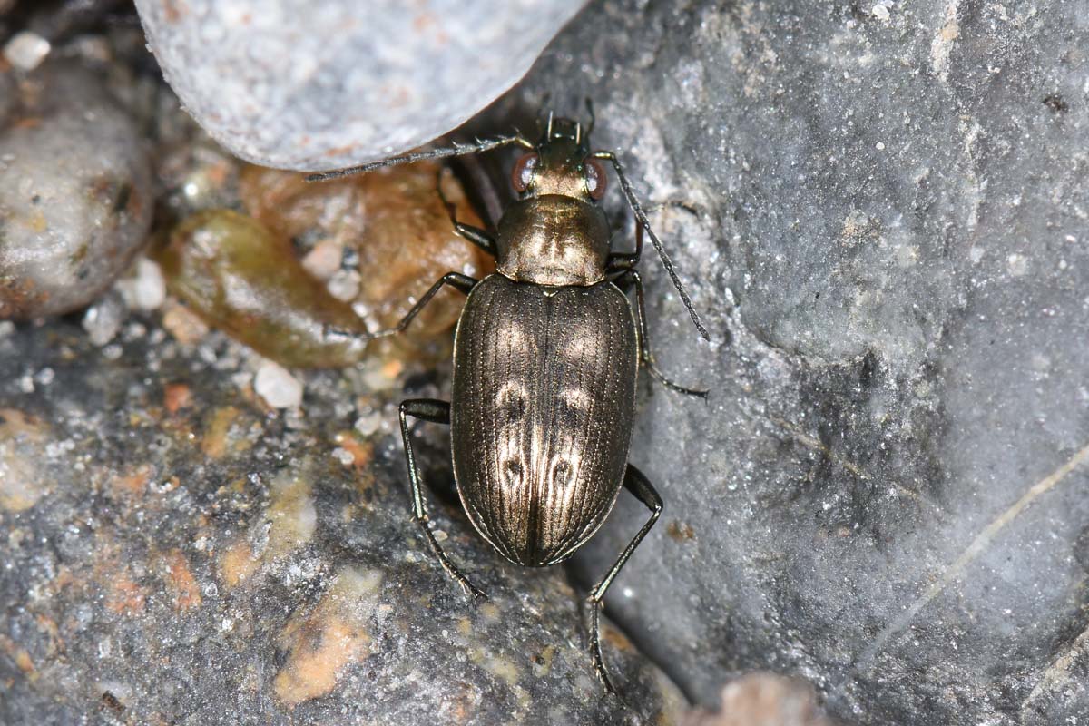 Avigliana, Lungo Dora: Carabidae lungo il fiume.